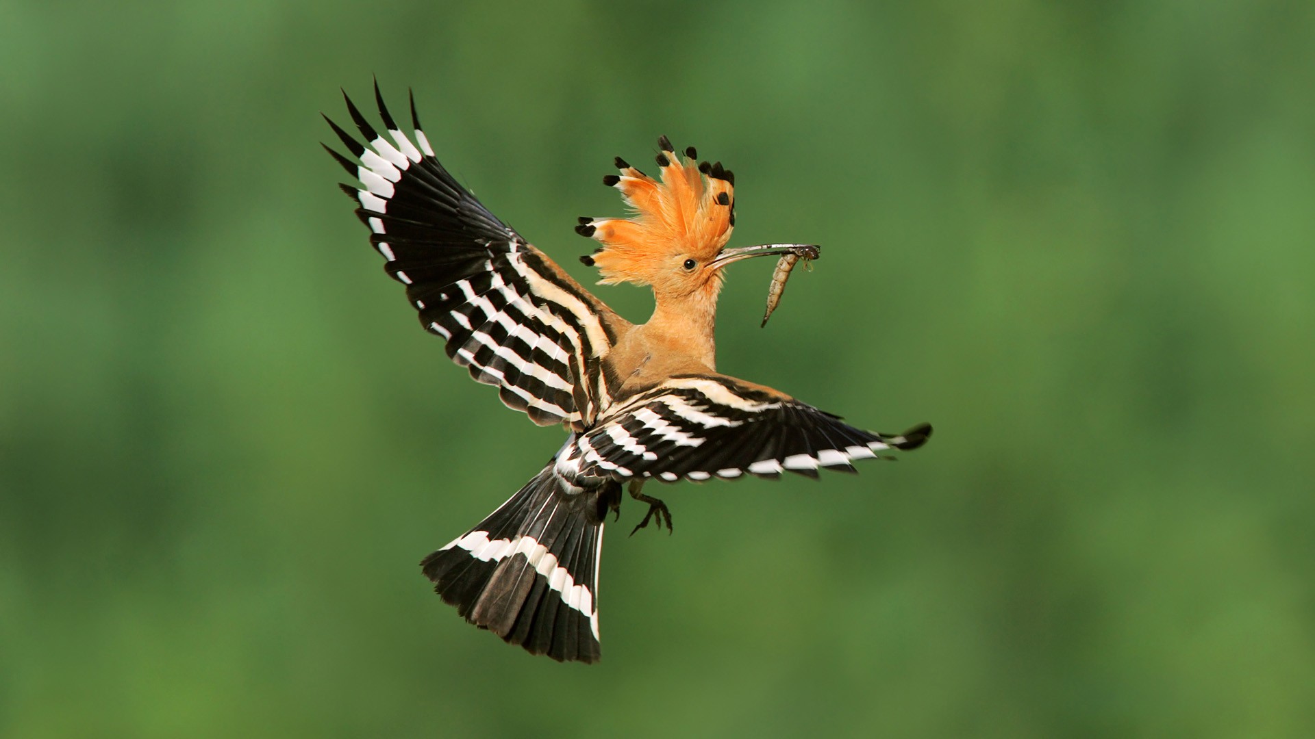 Hoopoe